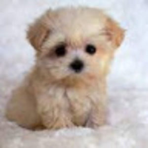 Meet your Posher, Christophe